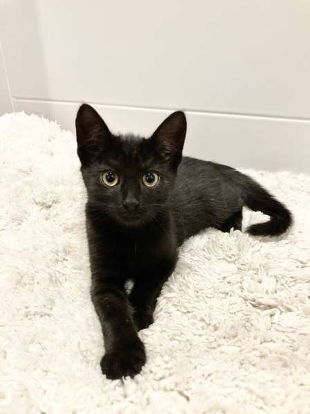 Милые чёрные котята в добрые руки в Москве фото 20