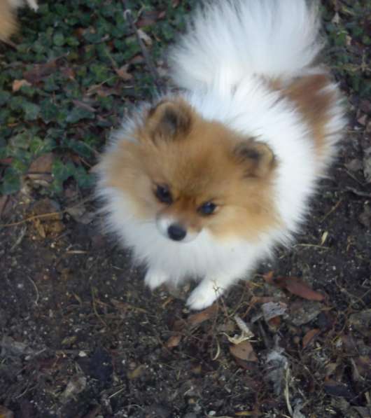 Девочка шпица в Симферополе фото 6