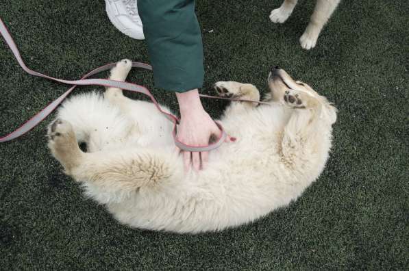 Небольшой как игрушечка пёсик в Санкт-Петербурге фото 15