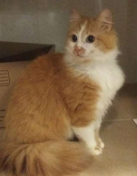 Солнечная кошка Милочка в Москве фото 30