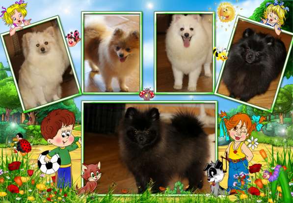 Щенки шпица в Раменское фото 43