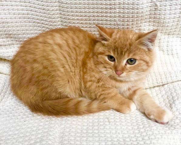 Рыженький котенок Лучано- сплошное очарование