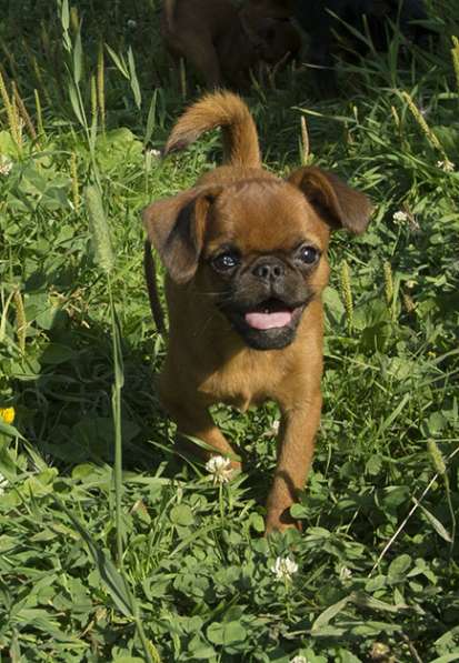 Великолепные щенки гриффона и пти-брабансона. Вязки в Москве фото 33