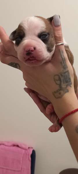 Шикарный рыжий мальчик аст резерв ркф в Москве фото 9