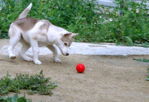 Продажа щенков Хаски в Новосибирске фото 11