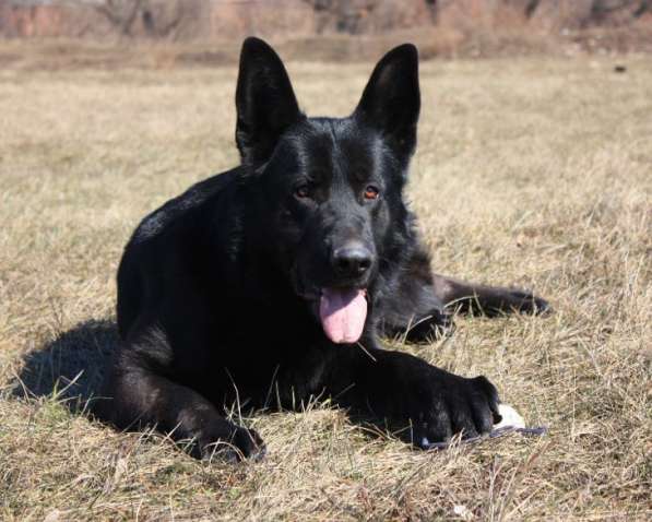 Черный щенок немецкая длинношерстная овчарка в Алуште фото 12
