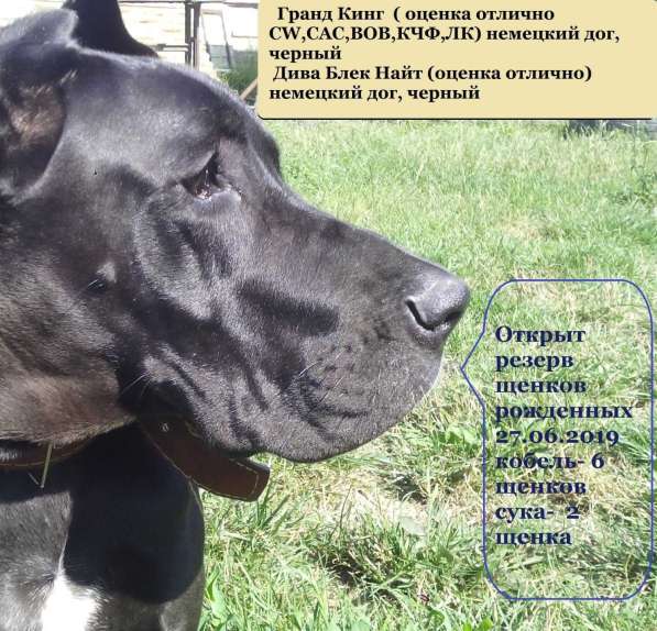 Щенки немецкого дога в Туапсе