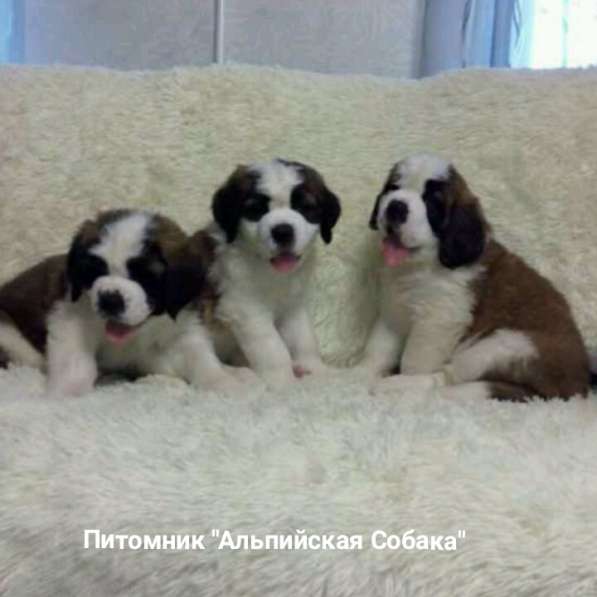 Щенки сенбернара в фото 79