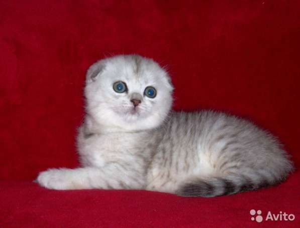 Котята -вислоухие и прямоухие в Костроме фото 4