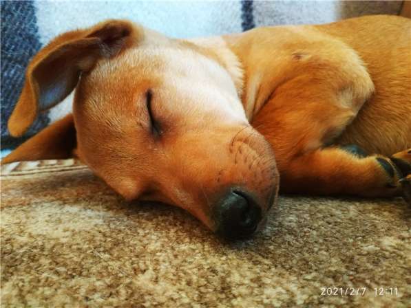 Очаровательный малыш Лёлик ищет дом в Москве фото 5