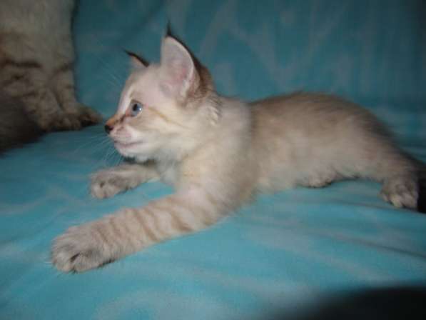 Тайские котята в Краснодаре фото 7