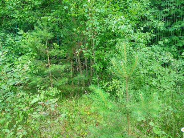 Продаю участок у леса 80 км от МКАД в Боровске