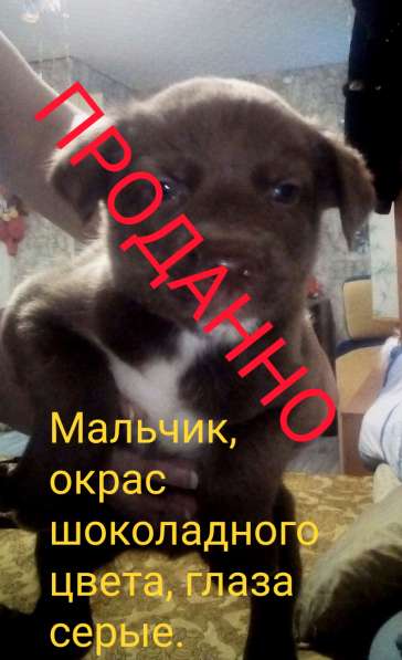 Продам щенков хаски, метисы в Хабаровске фото 6