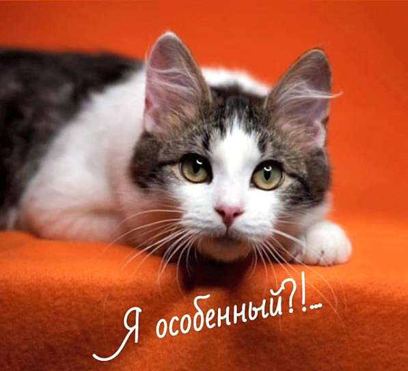 Чудо-мальчик Бемби, нежный, ласковый котенок-подросток в дар в Москве фото 4