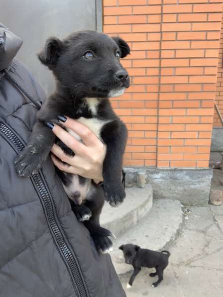 Щенки в Шахтах фото 3
