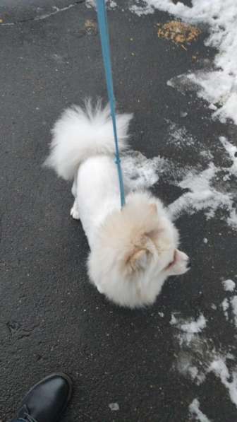 Продаётся шпиц в Москве фото 3