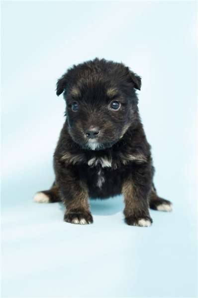 Москва, МО. Чудесные малыши ищут дом