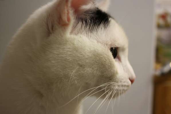 Андрей - спокойный белоснежный котик ищет дом в Москве фото 6