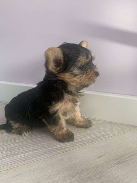 Йоркширский терьер в Москве фото 6