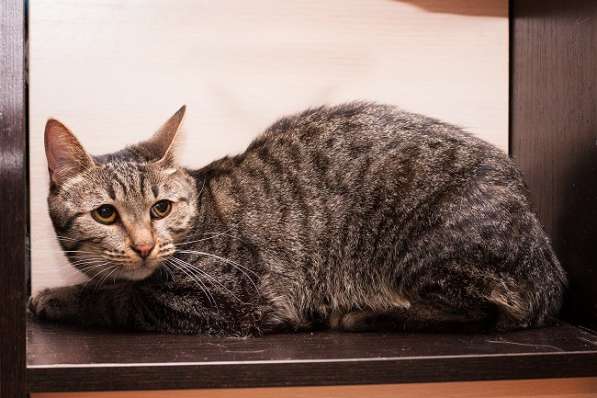 Фелисия – шикарная кошка в поисках дома! в Москве фото 4