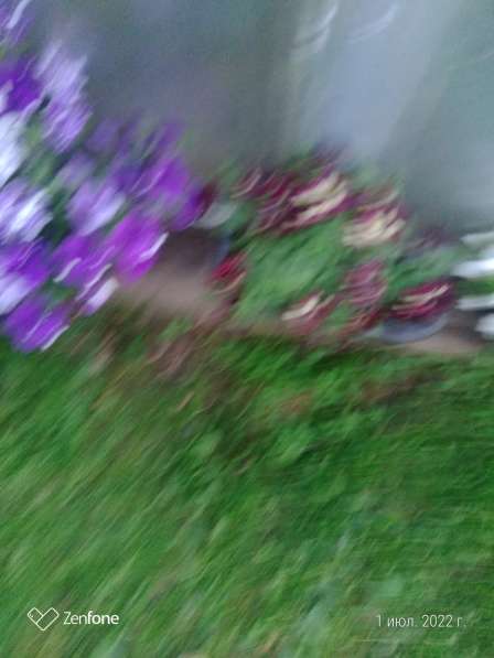 Норвежской лесной кошки котята 2 мес в Санкт-Петербурге фото 14