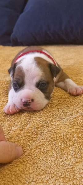 Шикарный рыжий мальчик аст резерв ркф в Москве фото 16