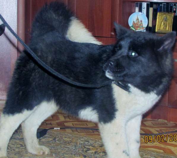 Акитосик в Уфе фото 3