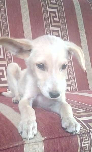 Милый щенок в ответственные руки)) в фото 7