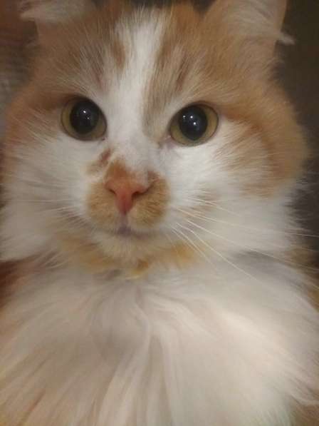 Солнечная кошка Милочка в Москве фото 34