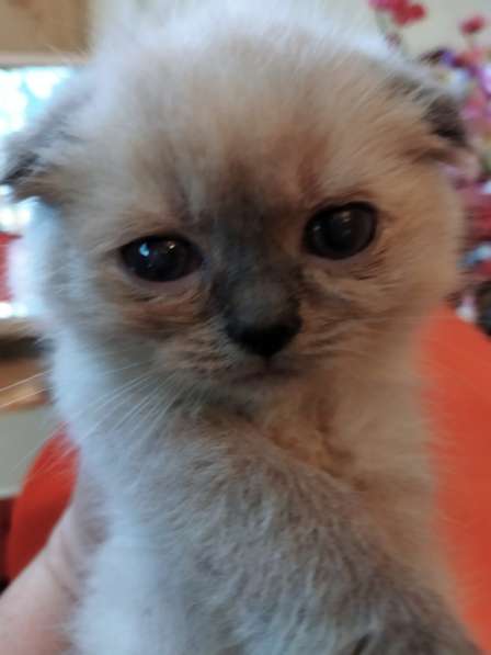 Скоттиш фолд и Скоттиш страйт шиншиллыРодословная в фото 9