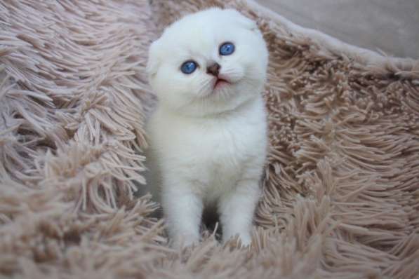 Scottish gold SFS71 ny25 в Рязани фото 6