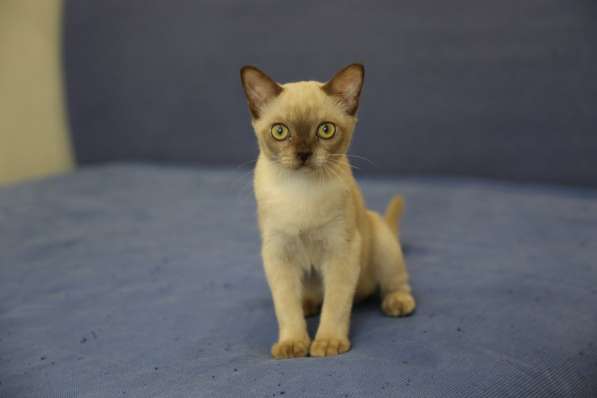 Котята традиционной американской бурмы в Москве фото 9