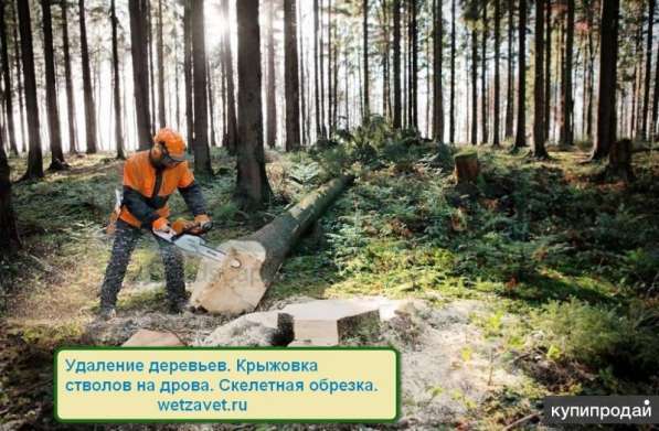 Расчистка земельных участков в Дмитрове в Дмитрове