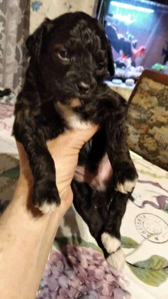 Щенки пуделя в Москве фото 4