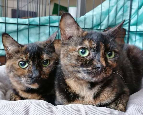 Котенок в добрые руки. Крошка пеструшка в Калуге фото 50