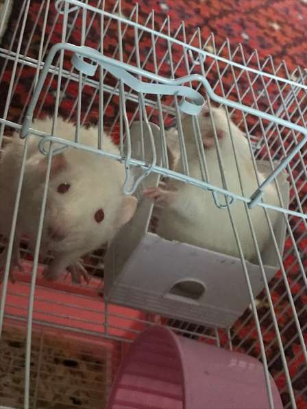 Крысы с клеткой в Кургане фото 4