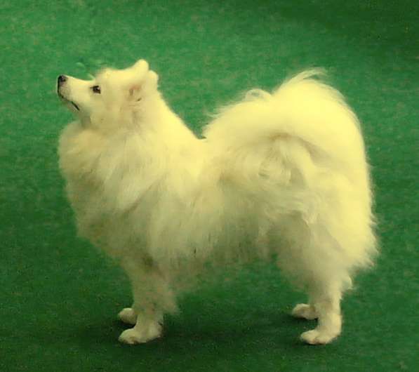 Шелти. Щенки. Питомник в Екатеринбурге фото 14