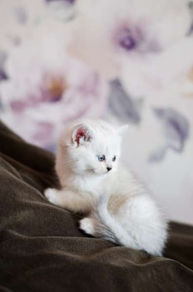 Продам шотландских котят шиншиллв затушованной серебром в фото 4