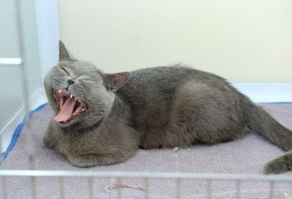 Непосредственная Евангелина ищет лучшего друга в Москве фото 3