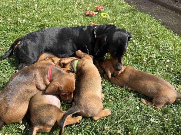 Sale of dachshund puppies