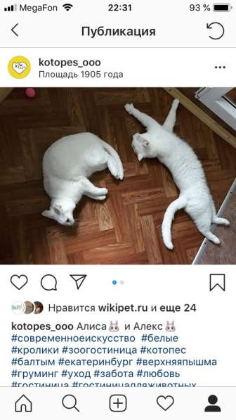 ЗооГостиница для кошек и собак "КОТоПЕС" в Екатеринбурге фото 3