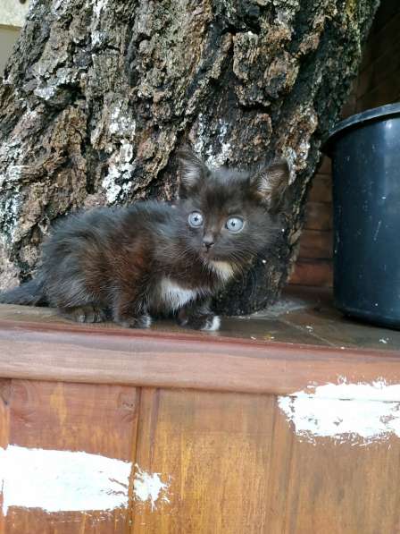 Отдам в добрые любящие руки котят в Москве фото 3