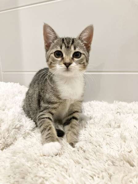 Милый котёнок Тася в добрые руки в Москве фото 12