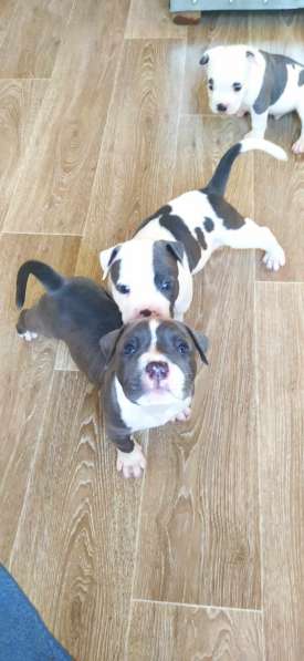 Шикарные щенки Амстаффа от Чемпиона в фото 10