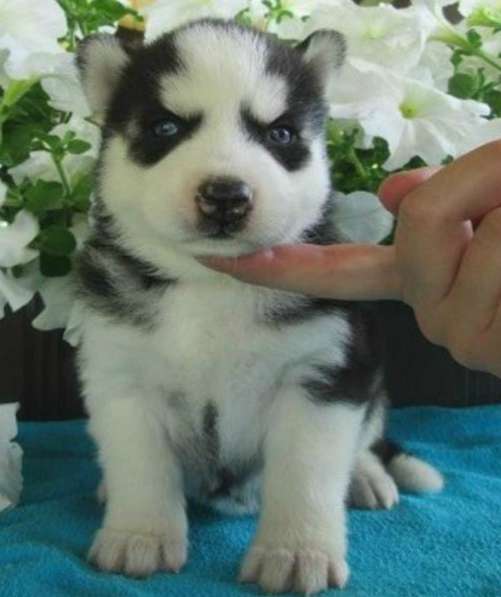 Черно-белые щеночки сибирской хаски