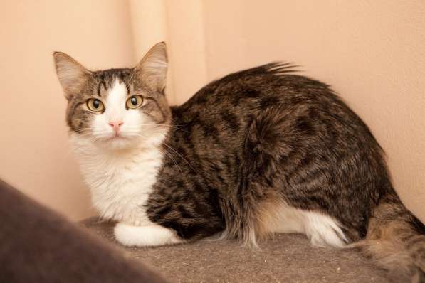 В поисках уютного дома застенчивая кошечка Кларисса