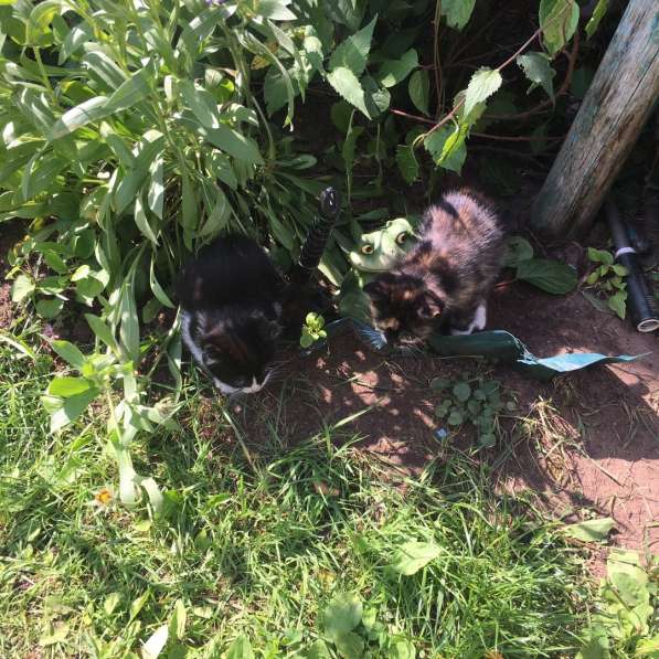 ОСТАЛАСЬ ОДНА, СРОЧНО НУЖЕН ДОМ в Твери фото 4