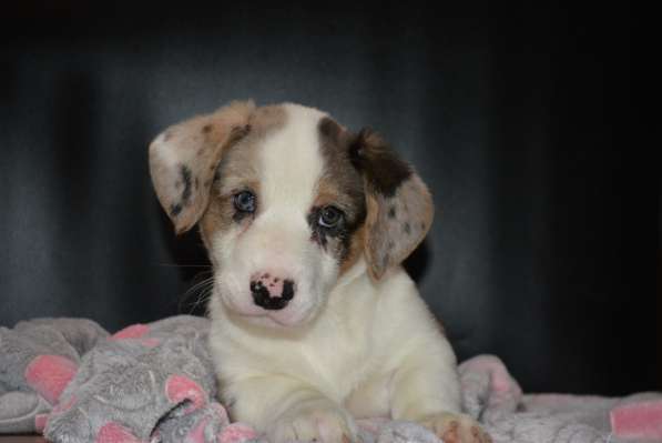 Щенок вельш корги кардигана мальчик в Москве фото 17