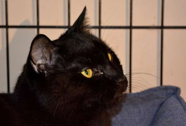 Добросердечный Мартин в ожидании счастья в Москве фото 3