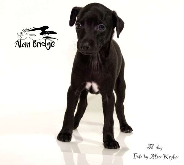 Piccolo levriero italiano